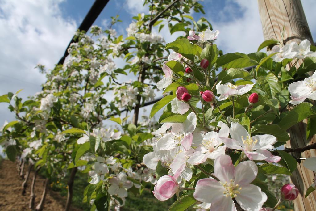 Obst & Gaestehof Brandl Hartmannsdorf ภายนอก รูปภาพ