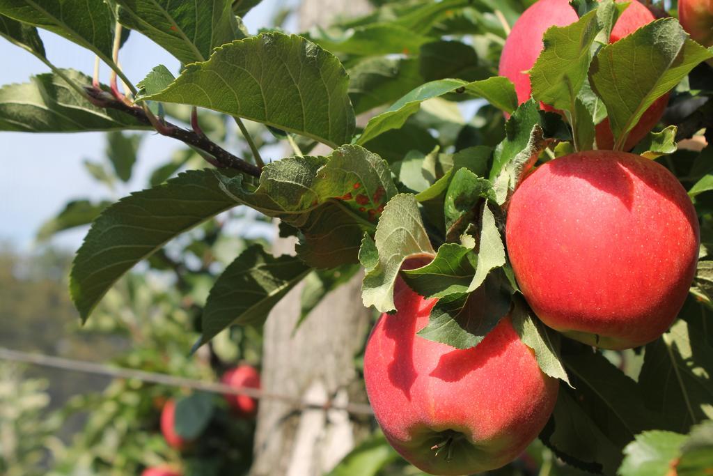 Obst & Gaestehof Brandl Hartmannsdorf ภายนอก รูปภาพ